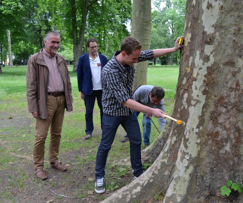 v.l.n.r.: Umweltdezernent Beigeordneter Rudi Klemm, Umweltamtsleiter Markus Abel, Hans Sch&ouml;nemann und Claus Specht bei einer symbolischen Baumkontrolle