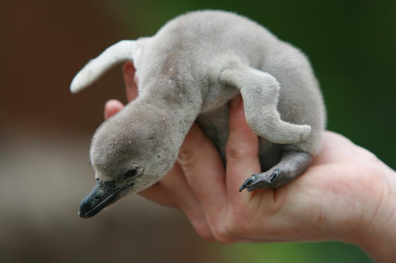 Pinguinkind