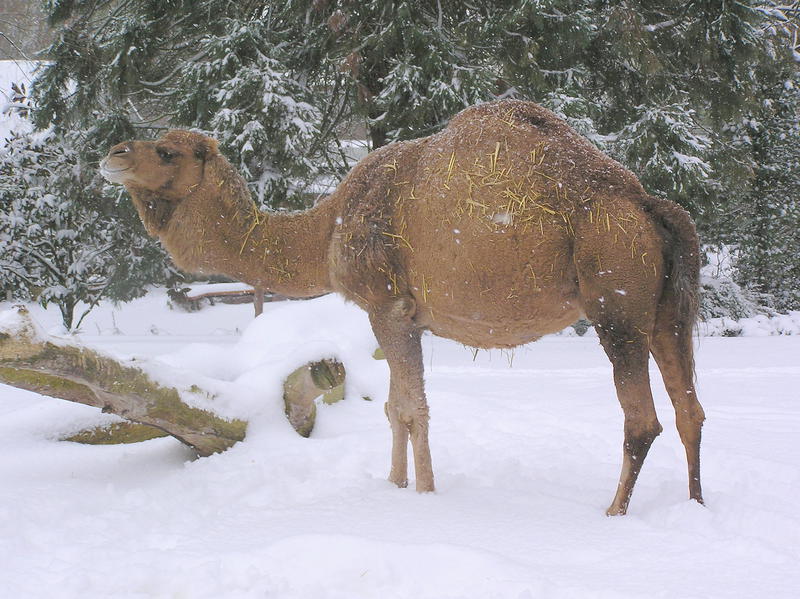 Dromedar im Schnee im Landauer Zoo.