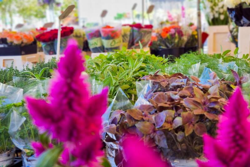 Der Landauer Donnerstagswochenmarkt ist aus der Sommerpause zur&uuml;ck. 