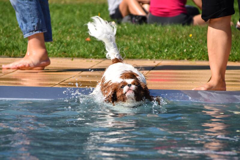 Badende Beagle, planschende Pudel und tropfende Terrier beim Hundeschwimmen im Freibad am Prie&szlig;nitzweg.