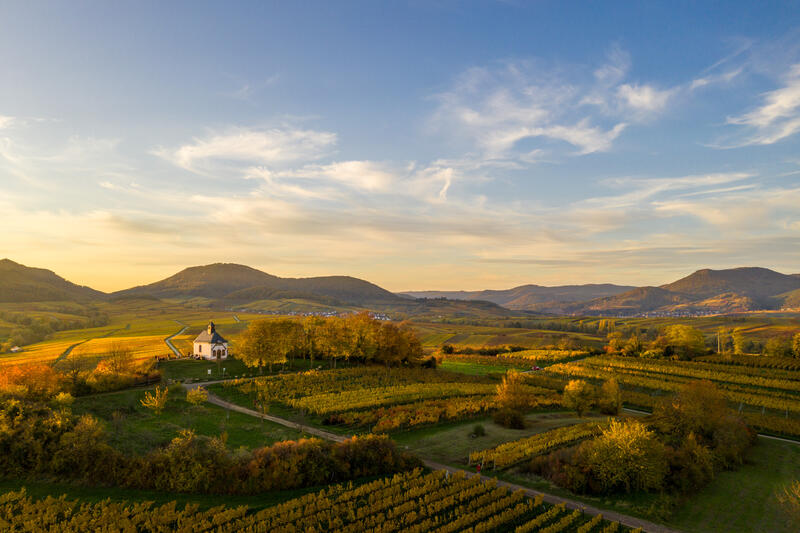 In Landau und den Stadtd&ouml;rfern ist der Herbst ausgebrochen -und es wird flei&szlig;ig geherbstet! H&ouml;chste Zeit, um beim Fest des Federwei&szlig;en den Neuen Wein zu feiern. 