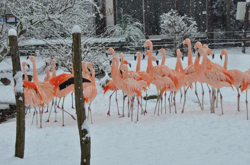 Der Zoo h&auml;lt viele tolle Geschenkideen f&uuml;r Weihnachten bereit.