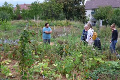 Bild vergr&ouml;&szlig;ern: Himbeeren, Tomaten, K&uuml;rbisse: Im Gemeinschaftsgarten Am Bockensatz hat Jede und Jeder die M&ouml;glichkeit, auf einem eigenen Gartenst&uuml;ck naturnah zu g&auml;rtnern.