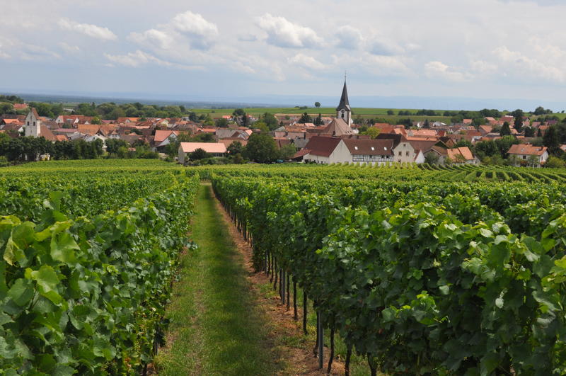 Die Landauer Stadtd&ouml;rfer - hier M&ouml;rzheim - stehen im Zentrum der Goetheparkplaudereien zum Thema &raquo;Rund um den Wein&laquo; am Sonntag, 30. Juli. 
