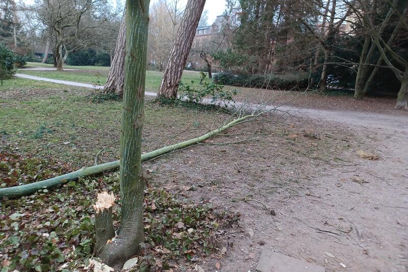 Wer macht denn sowas? Im Landauer Schillerpark ist ein Stamm eines seltenen Ahorns gef&auml;llt worden. 