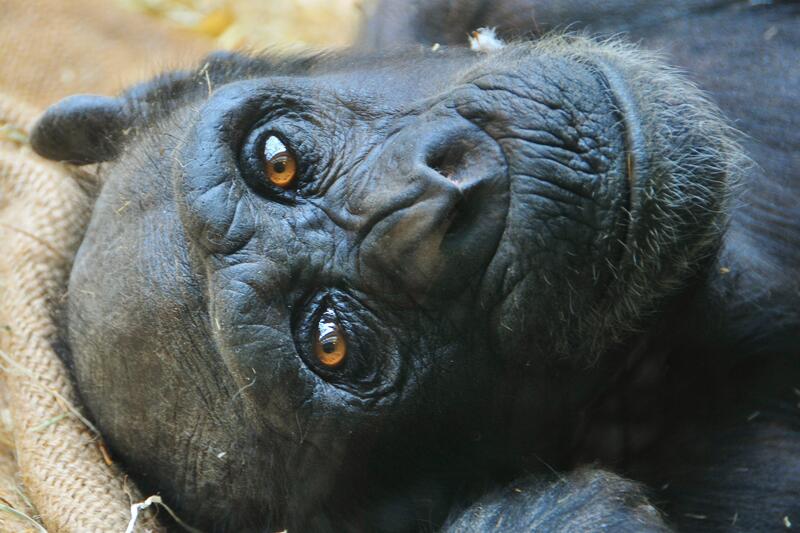 Schimpansen-Seniorin verstorben - Zoo Landau traurig &uuml;ber den Verlust eines seiner Charaktertiere