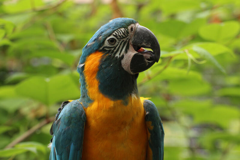 Der Blaukehlara wirbt mit den Farben der Ukrainischen Flagge f&uuml;r die Solidarit&auml;t mit Ukrainischen Zoo und Naturschutzverb&auml;nden.