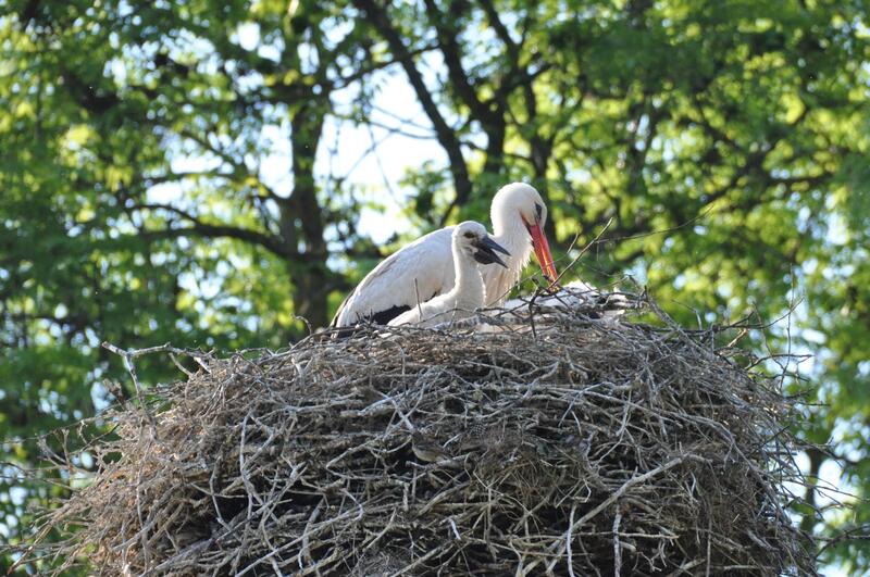 V&ouml;gel, die Geb&auml;ude oder H&auml;user als Brutplatz w&auml;hlen, nennt man Geb&auml;udebr&uuml;ter. Dazu z&auml;hlen - neben Schwalben und Co. - auch Wei&szlig;st&ouml;rche. 
