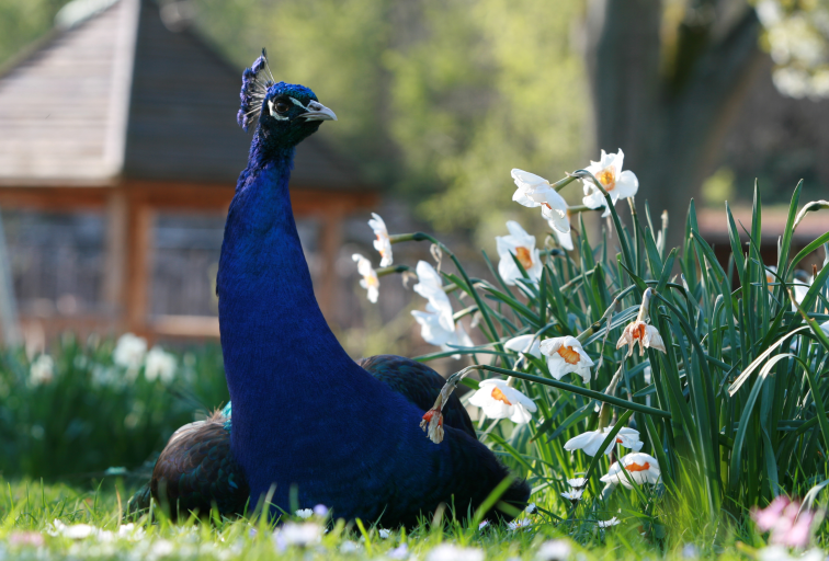 Pfau im Landauer Zoo.