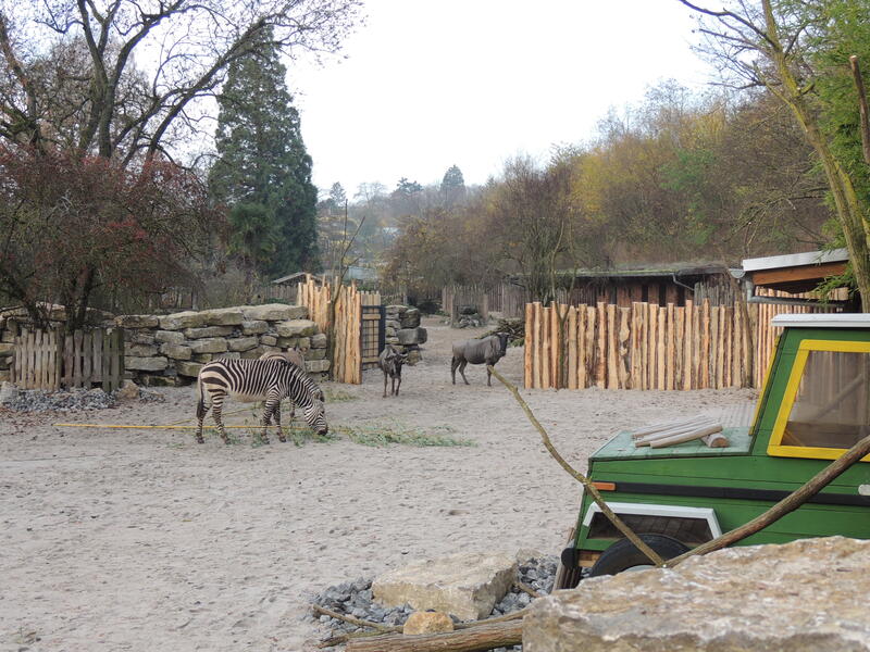 Mit freiem Blick auf die Tiere zeigt sich die 2022 erweiterte Afrika-Huftieranlage im Zoo Landau in der Pfalz. In der langen Geschichte des Zoos sah das anders aus.