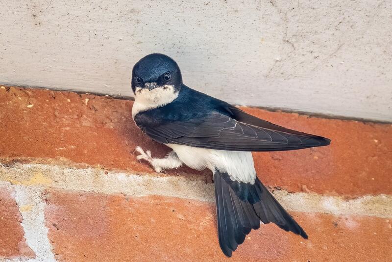 Die Mehlschwalbe ist der Vogel, der bisher im Landauer Geb&auml;udebr&uuml;terkataster am h&auml;ufigsten gemeldet wurde. 
