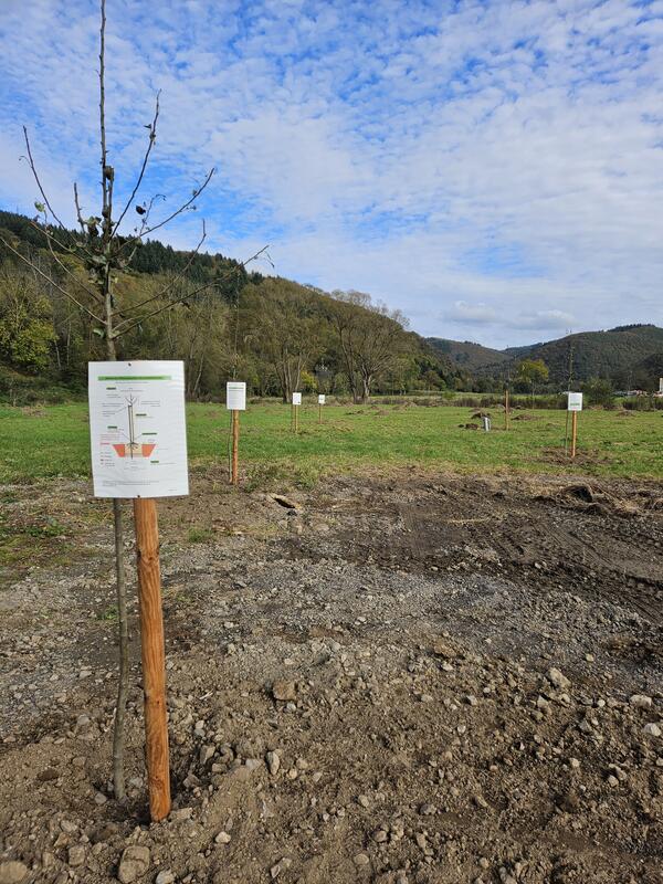 1)	Alles wieder lebenswert machen nach der Flukatastrophe: Hier entsteht dank der S&uuml;dpf&auml;lzer Spendenaktion eine Streuobstwiese.
