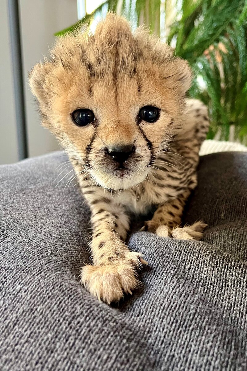 Das neue Sudan-Gepardenbaby im Zoo Landau ist ein M&auml;dchen: Der erste medien&ouml;ffentliche Auftritt von Assama wurde aus Tierschutzgr&uuml;nden aber dennoch verschoben.