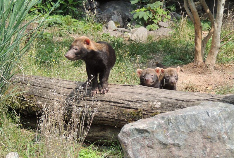 Ganz sch&ouml;n gewachsen, drei der f&uuml;nf kleinen Waldhunde im Zoo Landau.      