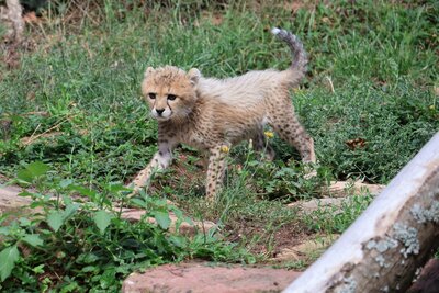 Bild vergr&ouml;&szlig;ern: Die kleine Gepardin Assama erobert die Herzen der Besucherinnen und Besucher des Zoos Landau im Sturm!