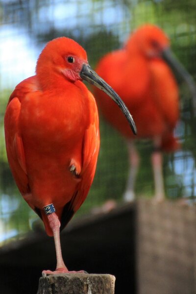 Bild vergr&ouml;&szlig;ern: Ein Roter Sichler im Zoo Landau