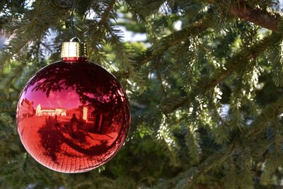 Bild vergr&ouml;&szlig;ern: Nordmann, Nobilis und Blautannen warten beim Christbaummarkt in der Langstra&szlig;e auf K&auml;uferinnen und K&auml;ufer.