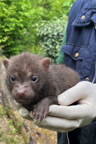 Bild vergr&ouml;&szlig;ern: Eines von f&uuml;nf Waldhund-Jungtieren, die 2025 im Zoo Landau das Licht der Welt erblickten.