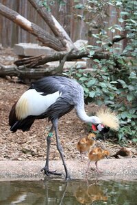 Bild vergr&ouml;&szlig;ern: Das diesj&auml;hrige &raquo;Zootier des Jahres 2026 - Kronenkranich&laquo; lebt und z&uuml;chtet schon lange im Zoo Landau in der Pfalz.
