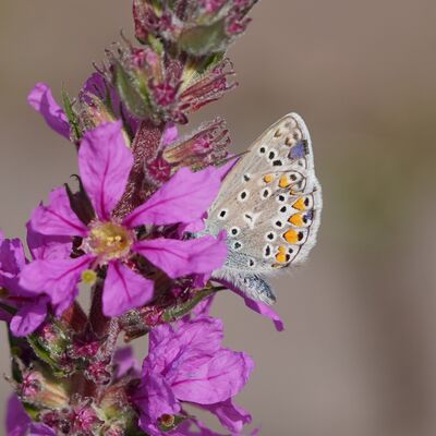 Bild vergr&ouml;&szlig;ern: So soll's sein: Ein naturnaher Garten freut Mensch, Tier - und Pflanzenwelt.