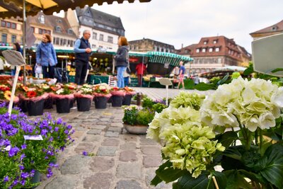 Bild vergr&ouml;&szlig;ern: Aktuell gibt es gleich zwei Neuerungen auf dem Landauer Wochenmarkt: Ein vertrautes Angebot ist zur&uuml;ck, bei einem weiteren Stand stehen Ver&auml;nderungen an.