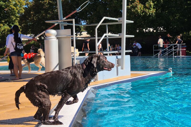 Im Freibad am Prie&szlig;nitzweg endet auch die diesj&auml;hrige Saison mit dem Hundebadetag.