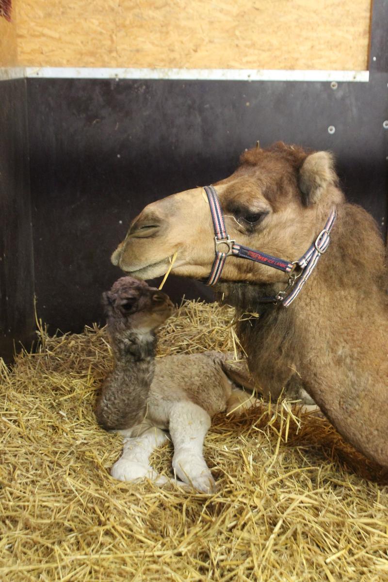Dromedarfohlen Jumana mit Mutter Jaqueline im Zoo Landau in der Pfalz.