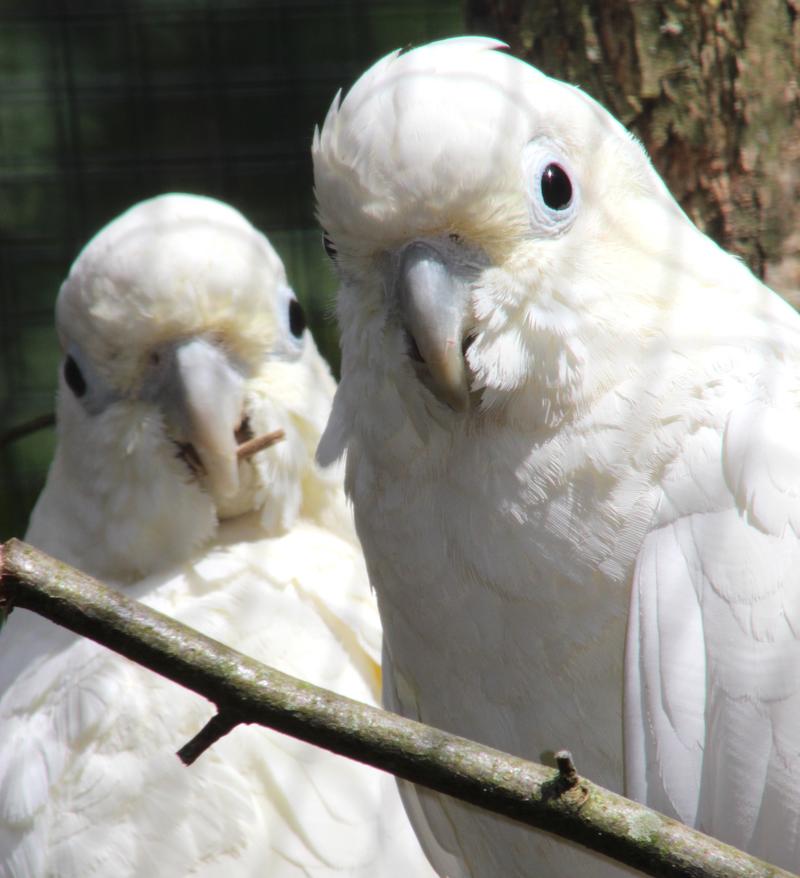 &raquo;Rotstei&szlig;kakadu, Pfaufasan und Co. - Besonders bedrohte Vogelarten und deren Schutz im Zoo Landau in der Pfalz&laquo;: &Ouml;ffentliche Zoof&uuml;hrung mit Zoodirektor Dr. Heckel am 4. M&auml;rz 2018, 11 Uhr