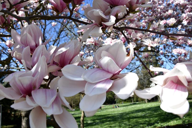 Nicht nur wundersch&ouml;n, sondern auch Sauerstofflieferant, Schattenspender und Klimaregulator: Die Magnolienb&auml;ume im Landauer Schillerpark. 