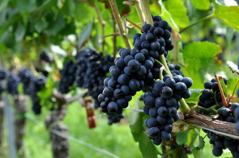 &raquo;Hilfe, die Trauben schwitzen!&laquo;: Am Sonntag, 5. August, l&auml;dt J&uuml;rgen Math&auml;&szlig; zum Thema &raquo;Landau und Wein&laquo; in den Goethepark. 
