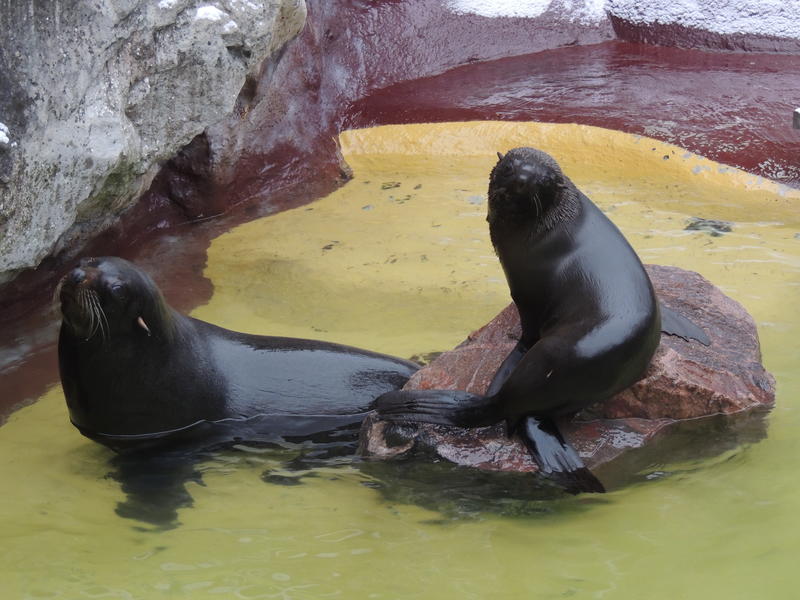 Die Seeb&auml;renhaltung im Zoo Landau ist beendet. 