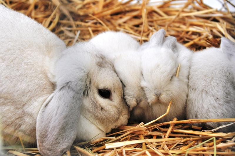 Die Stadtverwaltung Landau w&uuml;nscht frohe Ostern! 