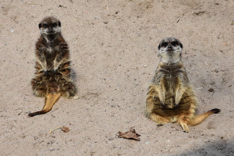 Wachsame Erdm&auml;nnchen im Zoo Landau: Kein Wunder, dass der Zoobesuch auch Menschen, die an Demenz erkrankt sind, gut tut. 