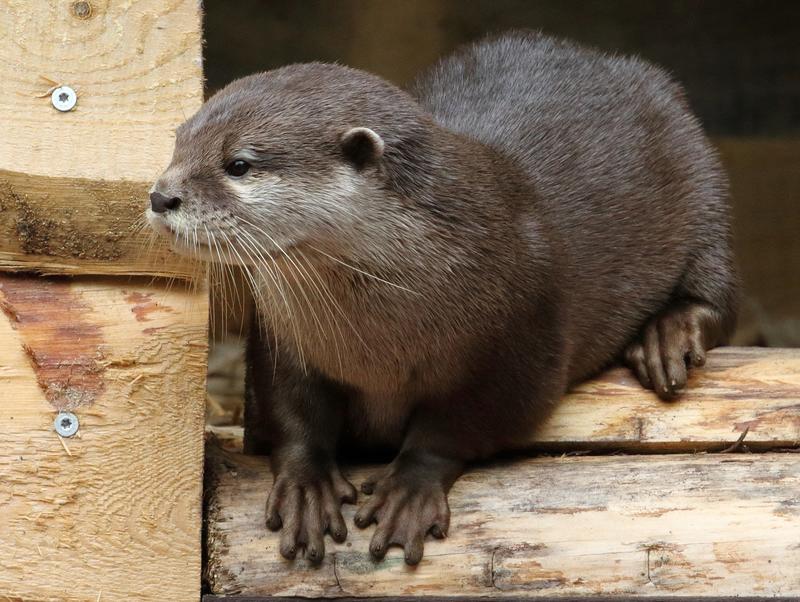 Otternasen, frische Otternasen!