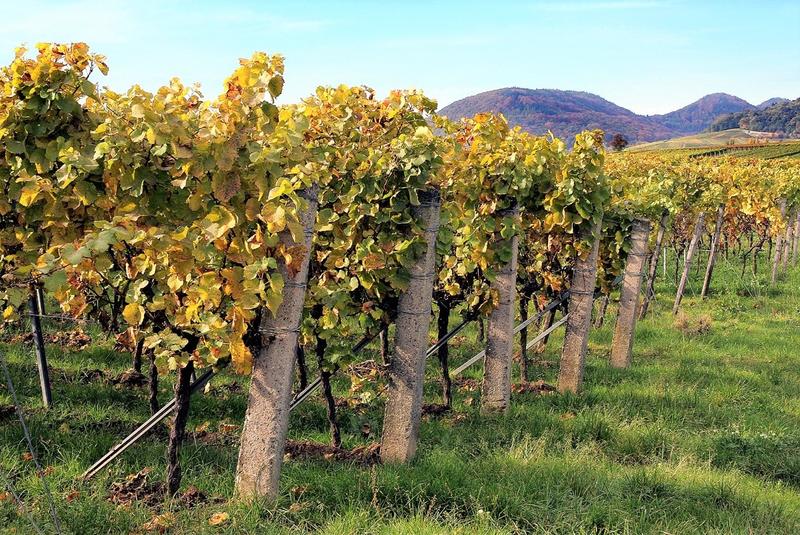 Aus der Kulturlandschaft der Pfalz nicht wegzudenken: Um den Wein dreht sich am Sonntag, 30. Juni, alles bei den Musikalischen Goetheparkplaudereien in Landau.  