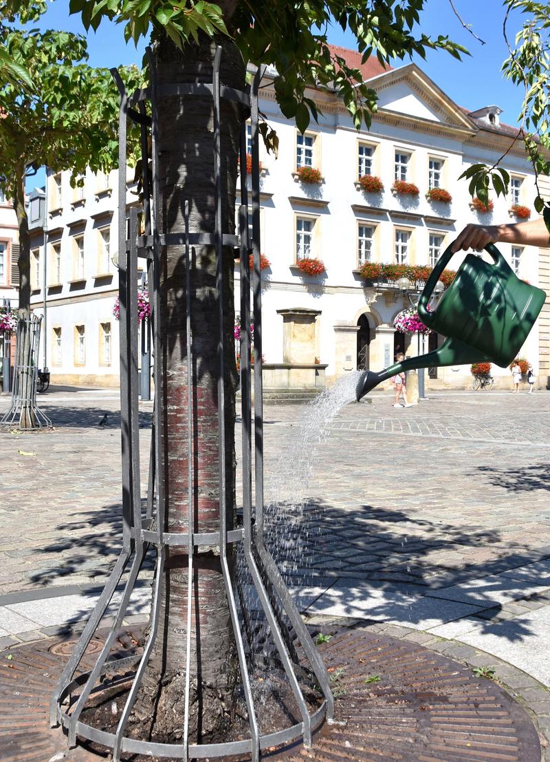 Hochsommerliche Temperaturen in Landau und der S&uuml;dpfalz: B&auml;ume freuen sich bei der Trockenheit &uuml;ber jeden Tropfen Wasser. 