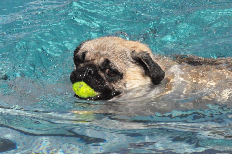 Wuff! Auf zum Hundeschwimmen im Landauer Freibad! 