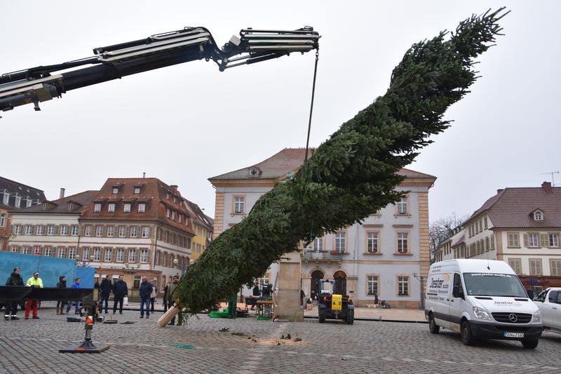 Kommt eine Nordmanntanne geflogen: Der weithin sichtbare, 13 Meter gro&szlig;e Baum ist das Herzst&uuml;ck des Kunsthandwerklichen Thomas-Nast-Nikolausmarkts in Landau. 