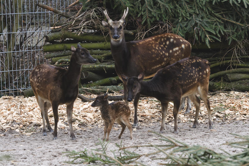 Der Zoo Landau in der Pfalz h&auml;lt eine Zuchtgruppe des hochbedrohten philippinischen Prinz-Alfred-Hirsch, f&uuml;hrt die Zuchtb&uuml;cher und koordiniert die Erhaltungszucht in den zoologischen G&auml;rten Europas.