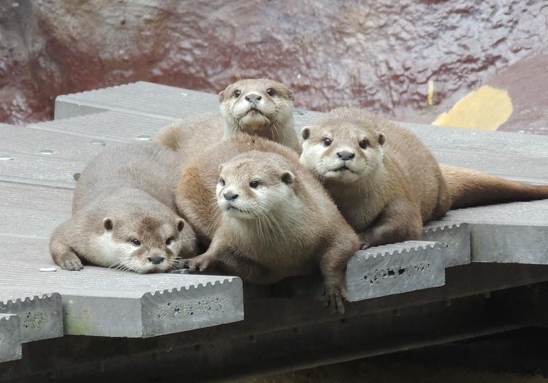 Zwergotter - weitgereiste Neuank&ouml;mmlinge im Zoo Landau.
