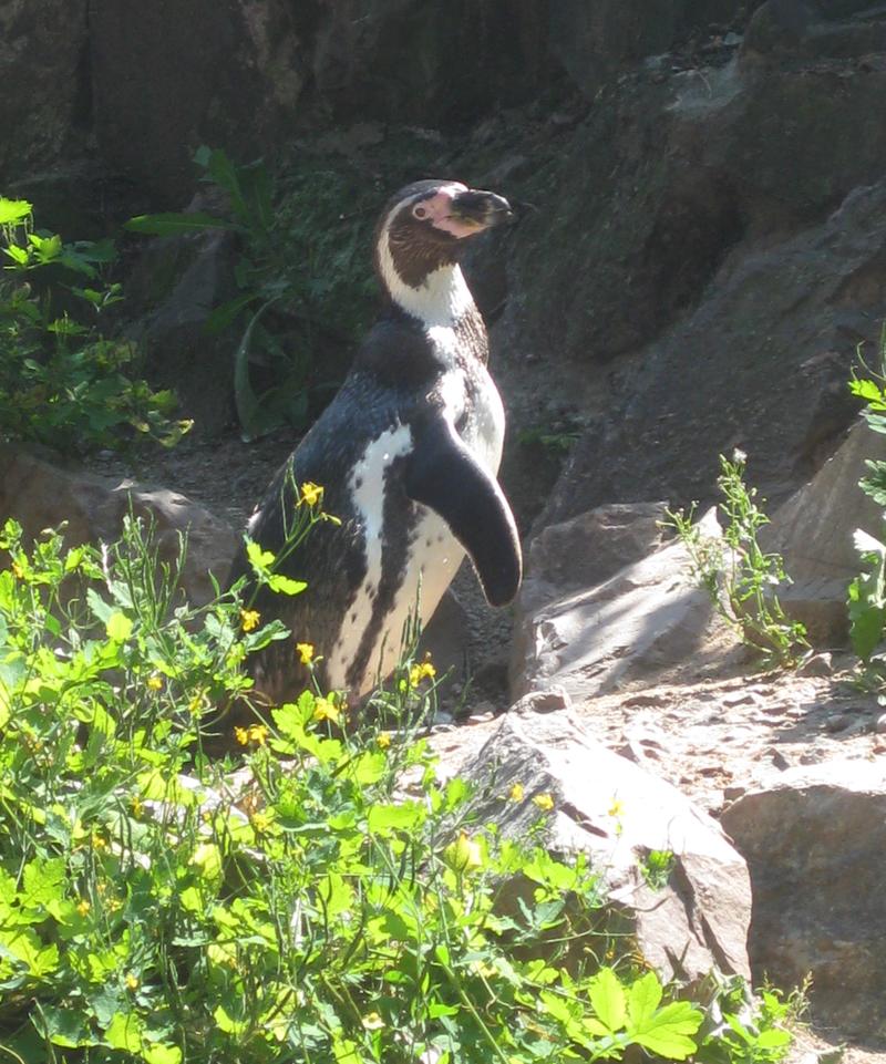 Die Pinguine im Zoo Landau in der Pfalz m&uuml;ssen nicht um ihren Lebensraum bangen und sind gut versorgt. Im nat&uuml;rlichen Lebensraum sieht es f&uuml;r den Humboldt-Pinguin allerdings weniger gut aus.