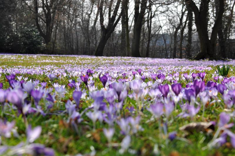 Lila Bl&uuml;tenmeer: So sieht es aktuell in den Landauer Parks aus - hier der Schillerpark.