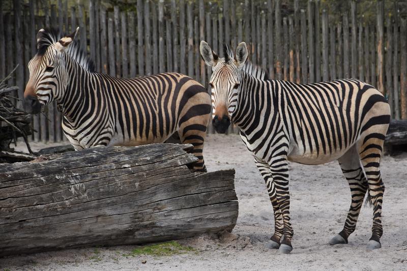 Der Zoo Landau sucht Patinnen und Paten f&uuml;r seine Tiere - hier etwa die stolzen Zebras.