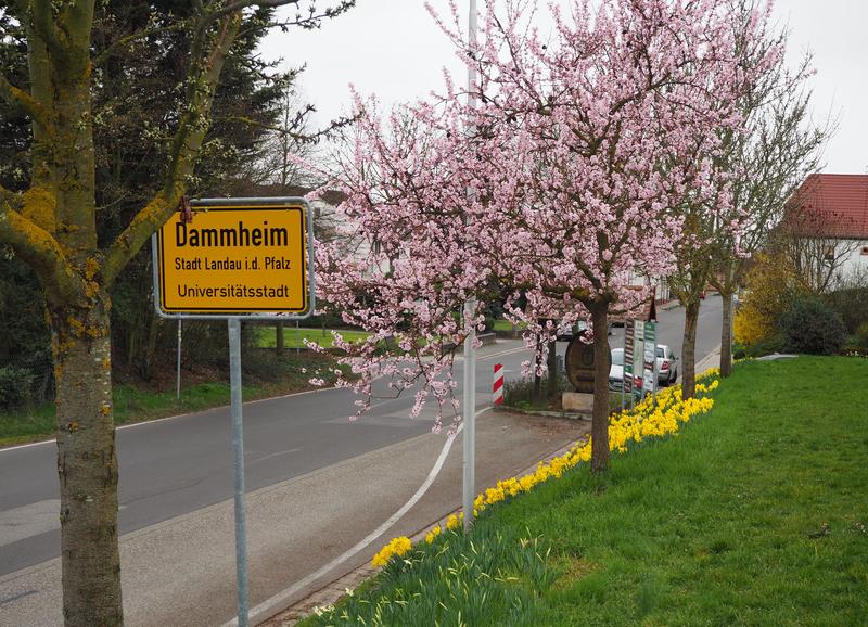 Gemeinsam mit dem neuen Dorfentwicklungspartner Jochen Blecher l&auml;dt die Stadt Landau am 1. April um 14 Uhr zur ersten Auftaktveranstaltung im Rahmen des Dorfentwicklungsprozesses in die Turnhalle Dammheim ein.