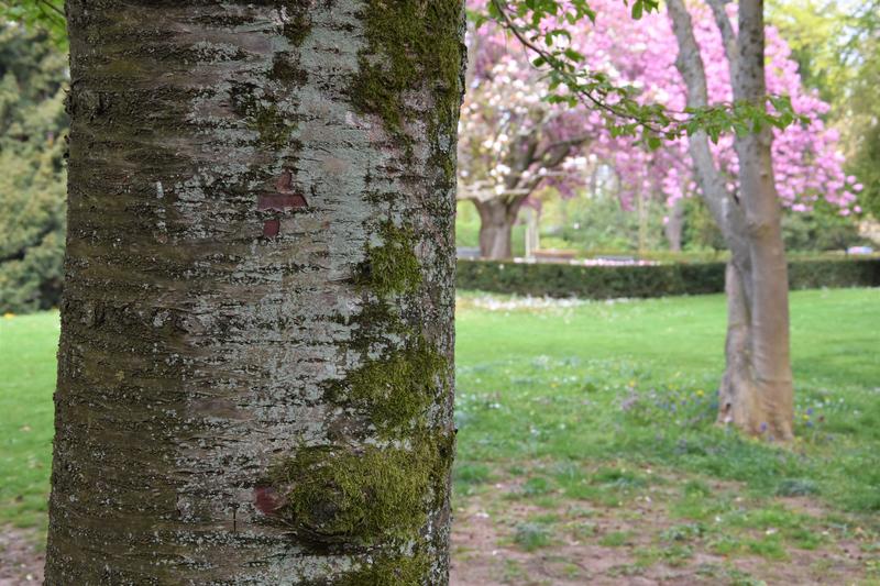 Schattenspender und Sauerstofflieferant: Hier ein Baum im Landauer Schillerpark.
