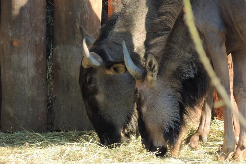          Auch die S&uuml;dlichen Streifengnus im Zoo Landau haben jetzt zwei Tierpaten gefunden.