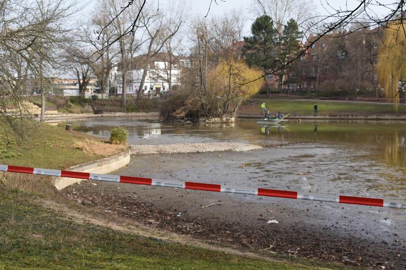 Trockengelegt: Die Stadt Landau hat damit begonnen, das Wasser aus dem Schwanenweiher in die Kanalisation abzulassen. 