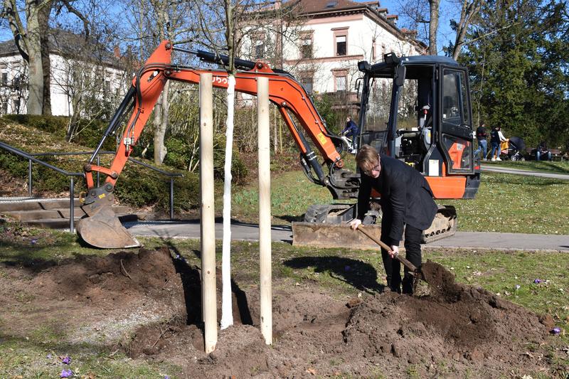 Umweltdezernent Lukas Hartmann machte sich im Goethepark selbst ein Bild vom Fortgang der Pflanzarbeiten – und fasste auch kurz mit an. 