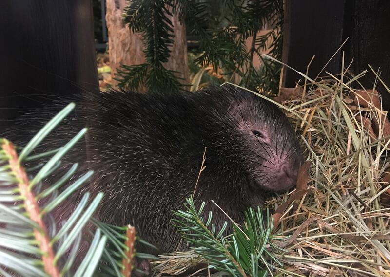 Neuer Bewohner der Philippinen-Anlage im Zoo: Am 8. M&auml;rz ist dort ein Palawan-Stachelschwein eingezogen.